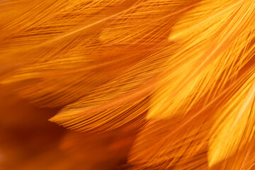 Brown feather macro,Beautiful fluffy white feather, abstract feather on white background. High resolution. Copy space for design and text. Pastel beige and white colors. High resolution.