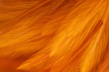 Brown feather macro,Beautiful fluffy white feather, abstract feather on white background. High resolution. Copy space for design and text. Pastel beige and white colors. High resolution.