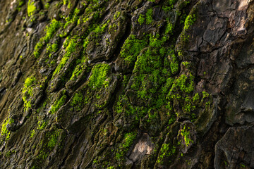Close-up macro of bark texture with green moss,Bark of a tree with green moss,a close up of a tree trunk with moss growing on it. 