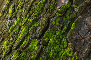 Close-up macro of bark texture with green moss,Bark of a tree with green moss,a close up of a tree trunk with moss growing on it. 
