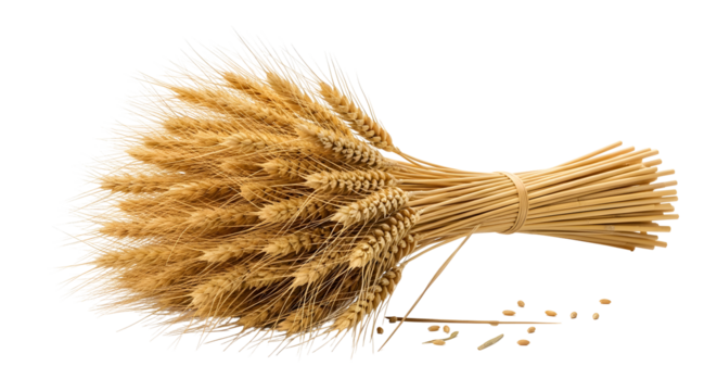 Bundle of ripe wheat ears tied with twine, isolated on transparent background