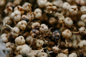 Extreme close-up background of dried seed pods and small brown flower heads, creating a dense, natural, textured pattern