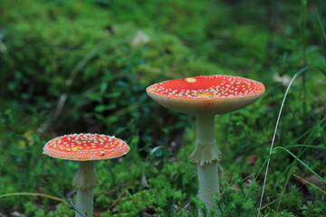 fly agaric mushroom