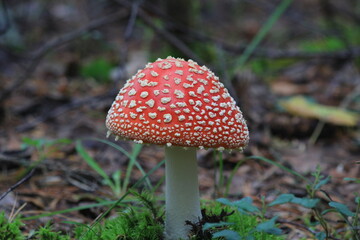 fly agaric mushroom