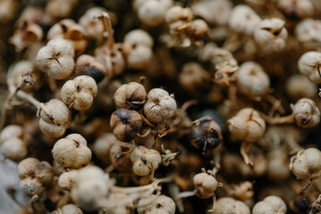 Extreme close-up background of dried seed pods and small brown flower heads, creating a dense, natural, textured pattern