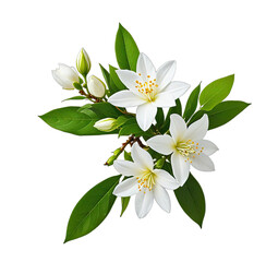 Fototapeta premium Cluster of delicate white blossoms with leaves on black background