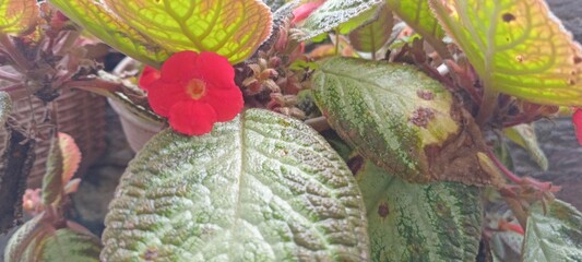 Episcia cupreata is a perennial plant. It has oval-shaped leaves covered with fine hairs, giving it a velvety texture. Its leaves range in color from green to bronze to reddish brown.
