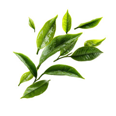 Glossy, green tea leaves with a twig on a black backdrop