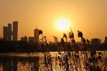 Urban Sunset with Reed Silhouettes