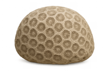 Fossilized coral creating a natural marine texture and ancient pattern from a deceased reef on transparent background