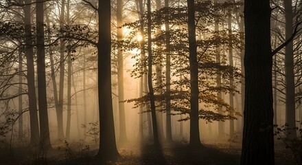 Obraz premium Sunlight filters through the dense, misty forest, illuminating the trees and creating a serene atmosphere.