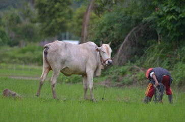 cows in a meadow
