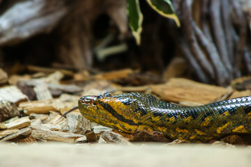 Un anaconda cherchant une proie 