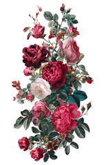 Lush arrangement of antique-style roses and green foliage