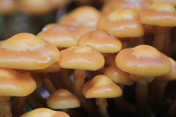A close-up of a colony of honey mushrooms