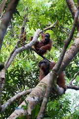 Orangutans in Tanjung Puting National Park, Borneo, Indonesia