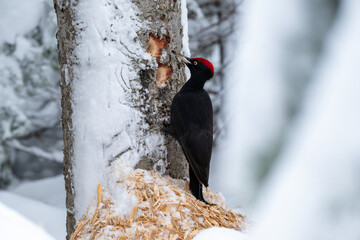 Black woodpecker in a snowy forest of Hokkaido