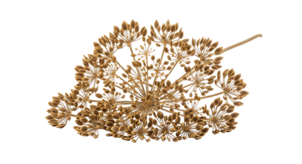 Dried dill flower head with seeds isolated on transparent background
