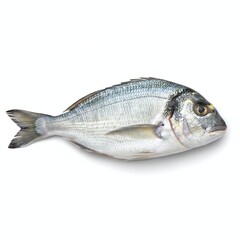 Obraz premium Whole gilt-head bream fish with silver scales and golden band on white background vector illustration for culinary and biology themes