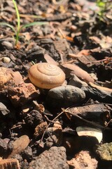 snail shell, mollusk, gastropod, nature, ground, soil, garden, outdoors