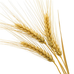 Fototapeta premium Three stalks of ripe wheat ears isolated on transparent background