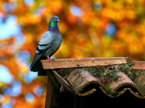 Pigeon on the chimney on the top of the roof