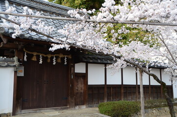 【京都】向日神社の境内に咲く桜