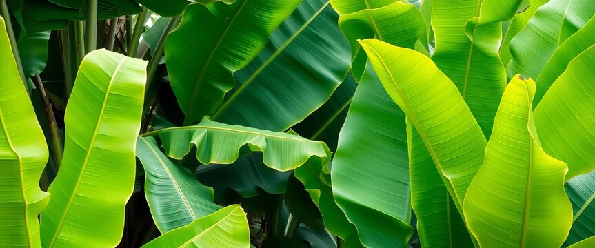 Large vibrant green banana tree leaves, lush tropical foliage, jungle, stock photo