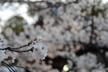 【京都】向日神社の境内に咲く桜