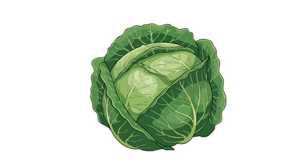 Obraz premium A vibrant, detailed illustration of a fresh cabbage head on a white background