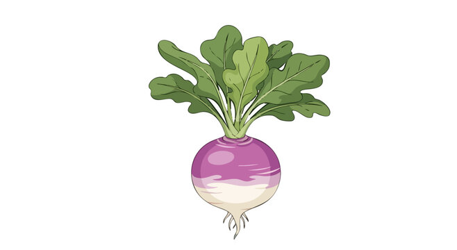 A digital illustration of a turnip with leafy greens, set against a blank white backdrop