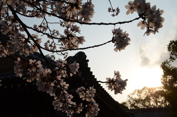 【京都】向日神社の境内に咲く桜