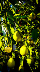 Fresh Citrus Fruit Tree Branch