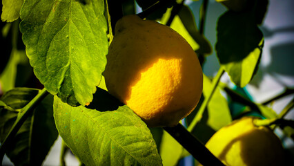 Fresh Citrus Fruit Tree Branch