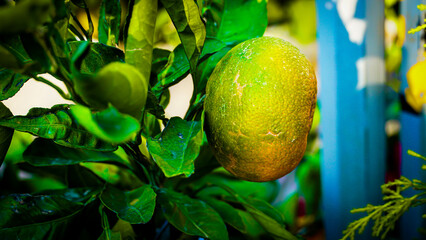 Fresh Citrus Fruit Tree Branch