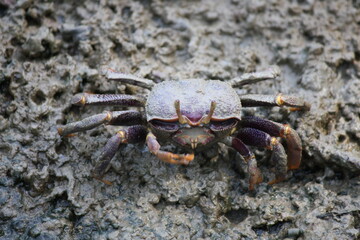 Muddy Crab