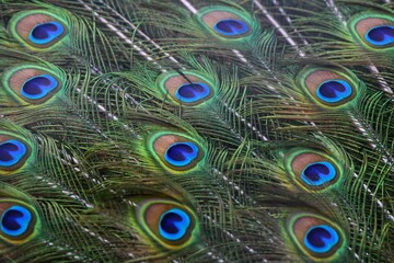 Obraz premium Close-up Peacock Feathers