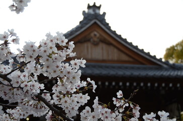【京都】向日神社の境内に咲く桜