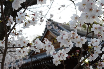 【京都】向日神社の境内に咲く桜