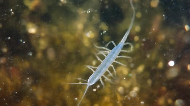 A translucent marine isopod, a small aquatic crustacean, drifting effortlessly through the dark, murky water