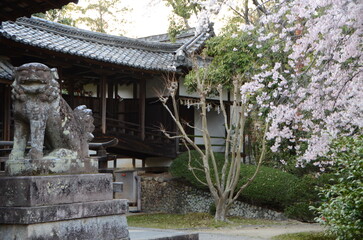 【京都】向日神社の境内に咲く桜