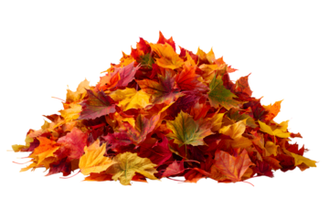 A colorful pile of autumn leaves isolated on transparent background