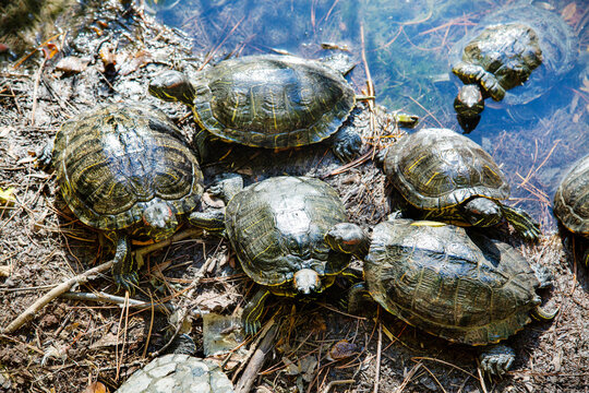 Red-eared turtles (Latin Trachemys scripta) on the shore of a pond on a clear sunny day. Animals, reptiles, reptiles, predators.