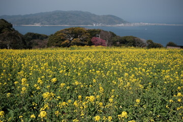 Nokonoshima Island Park rapeseed flowers in Spring 能古島