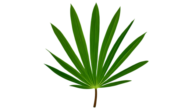 Palm tree leaf, paper clip, hammer, garment rack, isolated on transparent background, ultra-detailed 8K product and botanical elements, crisp studio lighting, clean clipping-path, commercial stock pho - Powered by Adobe