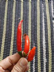 Hand Holding Three Red Chili Peppers