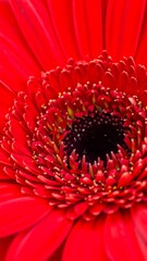 Close up of a vibrant red flower with a dark center, showcasing petal textures