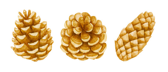 並んだ松ぼっくり　クリスマスの飾り　水彩 イラスト