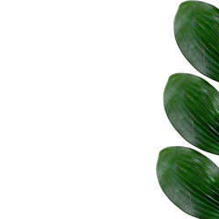 Plastic artificial Green leaves isolated on white background 