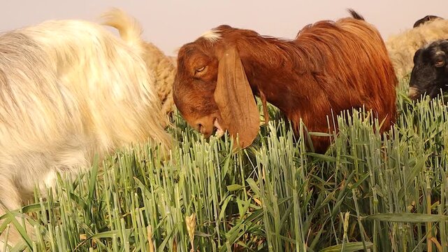 Close-up of goats and sheep grazing freely on organic green fodder under sunlight. Symbol of free-range livestock, animal welfare, and sustainable rural farming. Perfect for documentaries or ads.